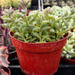 String of Dolphins