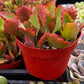 Kalanchoe Longiflora