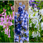 10 WOOD HYACINTH Mixed Colors English Woodland Spanish Bluebell Scilla Campanulata Hyacinthoides Hispanica Pink Purple White Flower Seeds