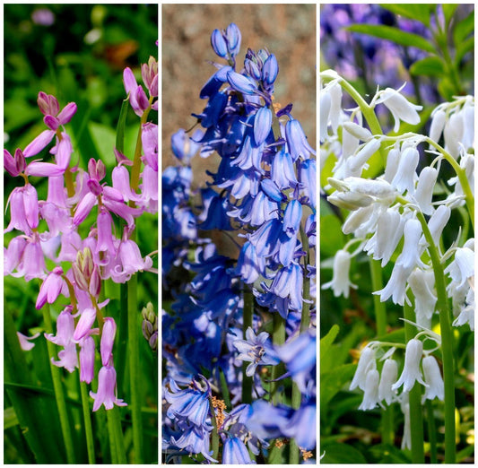 10 WOOD HYACINTH Mixed Colors English Woodland Spanish Bluebell Scilla Campanulata Hyacinthoides Hispanica Pink Purple White Flower Seeds