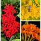 10 GAY BUTTERFLIES MILKWEED Red Yellow Orange Mix Asclepias Tuberosa Butterfly Weed Flower Seeds