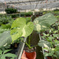 Monstera 'Thai Constellation'