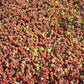 50 Red DRAGONS BLOOD SEDUM Stonecrop Sedum Spurium Flower Seeds