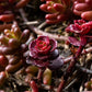 50 Red DRAGONS BLOOD SEDUM Stonecrop Sedum Spurium Flower Seeds