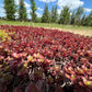 50 Red DRAGONS BLOOD SEDUM Stonecrop Sedum Spurium Flower Seeds