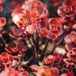 50 Red DRAGONS BLOOD SEDUM Stonecrop Sedum Spurium Flower Seeds