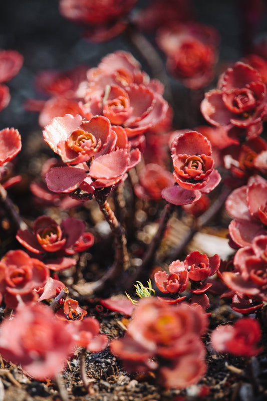 50 Red DRAGONS BLOOD SEDUM Stonecrop Sedum Spurium Flower Seeds
