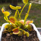 Venus Flytrap Repotting Kit - Premium Venus Flytrap Soil With High Quality Planters 5x5x7