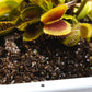 Venus Flytrap Repotting Kit - Premium Venus Flytrap Soil With High Quality Planters 5x5x7