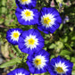 35 Blue Dwarf ROYAL ENSIGN MORNING GLORY Convolvulus Tricolor Royal Blue White & Yellow Flower Vine Seeds