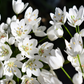 10 WHITE ALLIUM Neapolitanum Flowering or Naples Onion, Neopolitan or Daffodil Garlic Ornamental Flower Seeds
