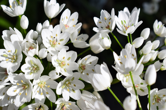 10 WHITE ALLIUM Neapolitanum Flowering or Naples Onion, Neopolitan or Daffodil Garlic Ornamental Flower Seeds