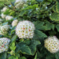 50 PACIFIC NINEBARK Physocarpus Capitatus Western Ninebark Native White Pink Red Flower Shrub Seeds