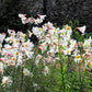 10 REGAL TRUMPET LILY aka Royal / King's Lilium Regale White Pink Yellow Flower Seeds