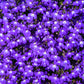 200 Lavender & White MRS CLIBRAN LOBELIA Erinus Flower Seeds