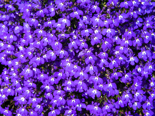 200 Lavender & White MRS CLIBRAN LOBELIA Erinus Flower Seeds