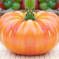 50 OAXACAN JEWEL TOMATO Bicolor Golden Yellow Striped Red Mexican Lycopersicon Vegetable Seeds