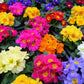50 MIXED ENGLISH PRIMROSE Primula Vulgaris Acaulis Shade Houseplant Flower Seeds