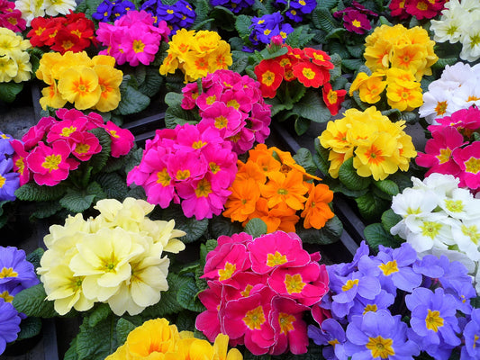 50 MIXED ENGLISH PRIMROSE Primula Vulgaris Acaulis Shade Houseplant Flower Seeds