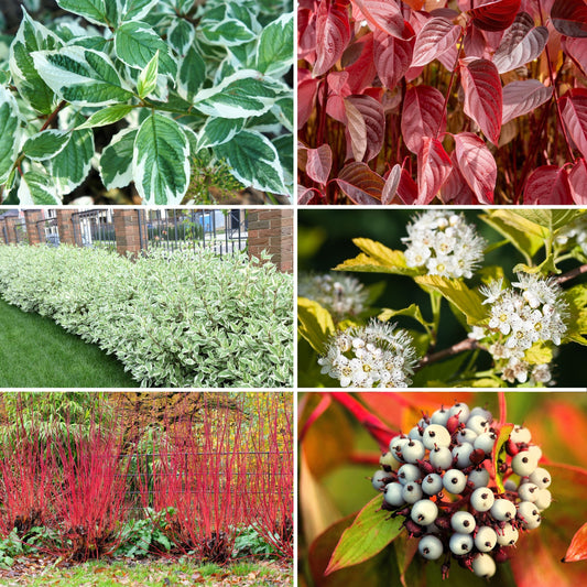 25 FIRE and ICE DOGWOOD Cornus Alba Shrub Tree Variegated Red Bark White Berry & Flower Seeds