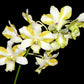 Dendrobium Anucha Flare Type Tailandia I  Renowned for its spectacular flared flower form and vibrant coloration.