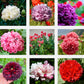 250 Organic PEONY POPPY MIX Papaver Paeoniflorum Mixed Colors Red, White, Pink, Black, Purple, Salmon, Bronze, Lilac, & Bicolor Flower Seeds