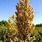 50 TOP 76-6 SORGHUM Bicolor Syrup Flour Grain Vegetable Seeds