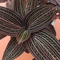 This plant has dark, burgundy-green leaves with delicate, shining stripes that add a touch of elegance to any space. With proper care, clusters of white flowers can bloom. It is grown in very limited supply, making it a rare and highly sought-after plant.