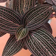 This plant has dark, burgundy-green leaves with delicate, shining stripes that add a touch of elegance to any space. With proper care, clusters of white flowers can bloom. It is grown in very limited supply, making it a rare and highly sought-after plant.