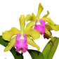 Rhyncholaeliocattleya Ivan Portilla