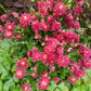 50 Clementine RED DOUBLE COLUMBINE Aquilegia Vulgaris Flower Seeds