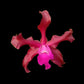 Laeliocattleya Gualaceo Bicentenario