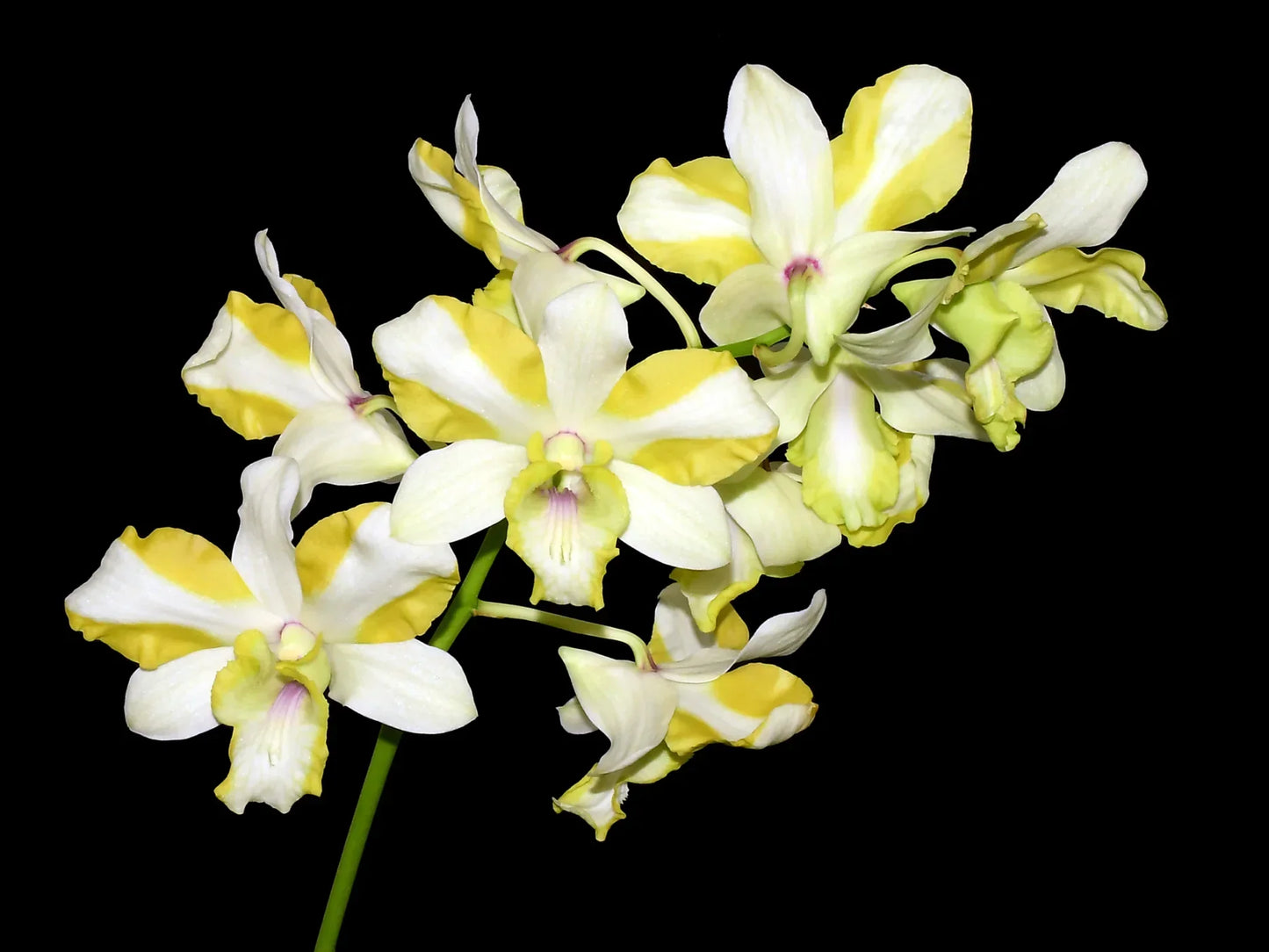 Dendrobium Anucha Flare Type Tailandia I  Renowned for its spectacular flared flower form and vibrant coloration. 
