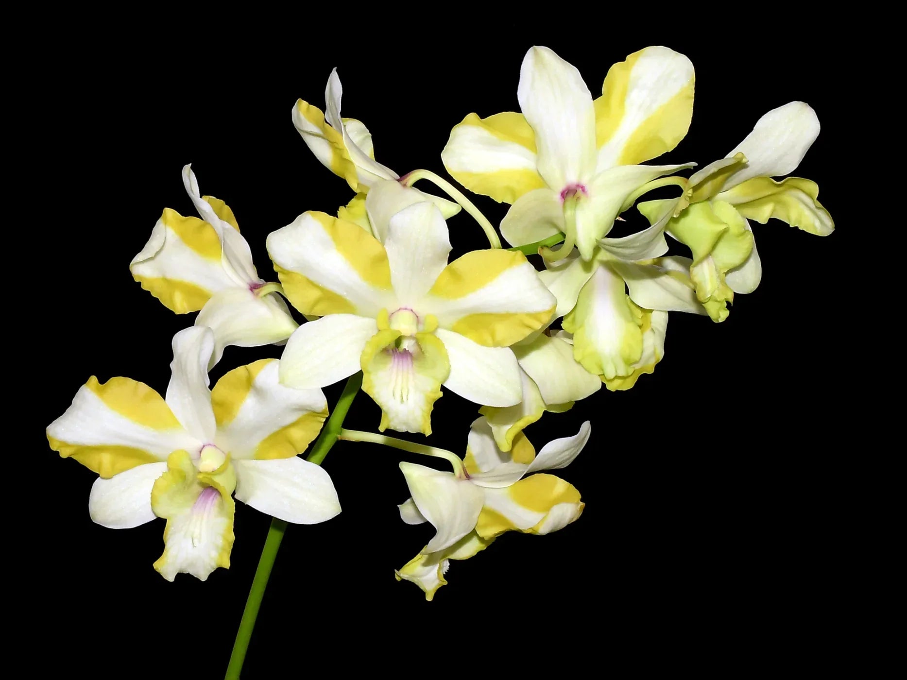 Dendrobium Anucha Flare Type Tailandia I  Renowned for its spectacular flared flower form and vibrant coloration. 