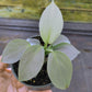 Philodendron hastatum Silver Sword