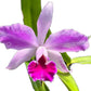 Cattleya Super Andes