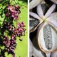 15 CHOCOLATE VINE Edible Fruit Akebia Trifoliata Flower Ornamental Climber Seeds