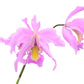 Laeliocattleya Denisii