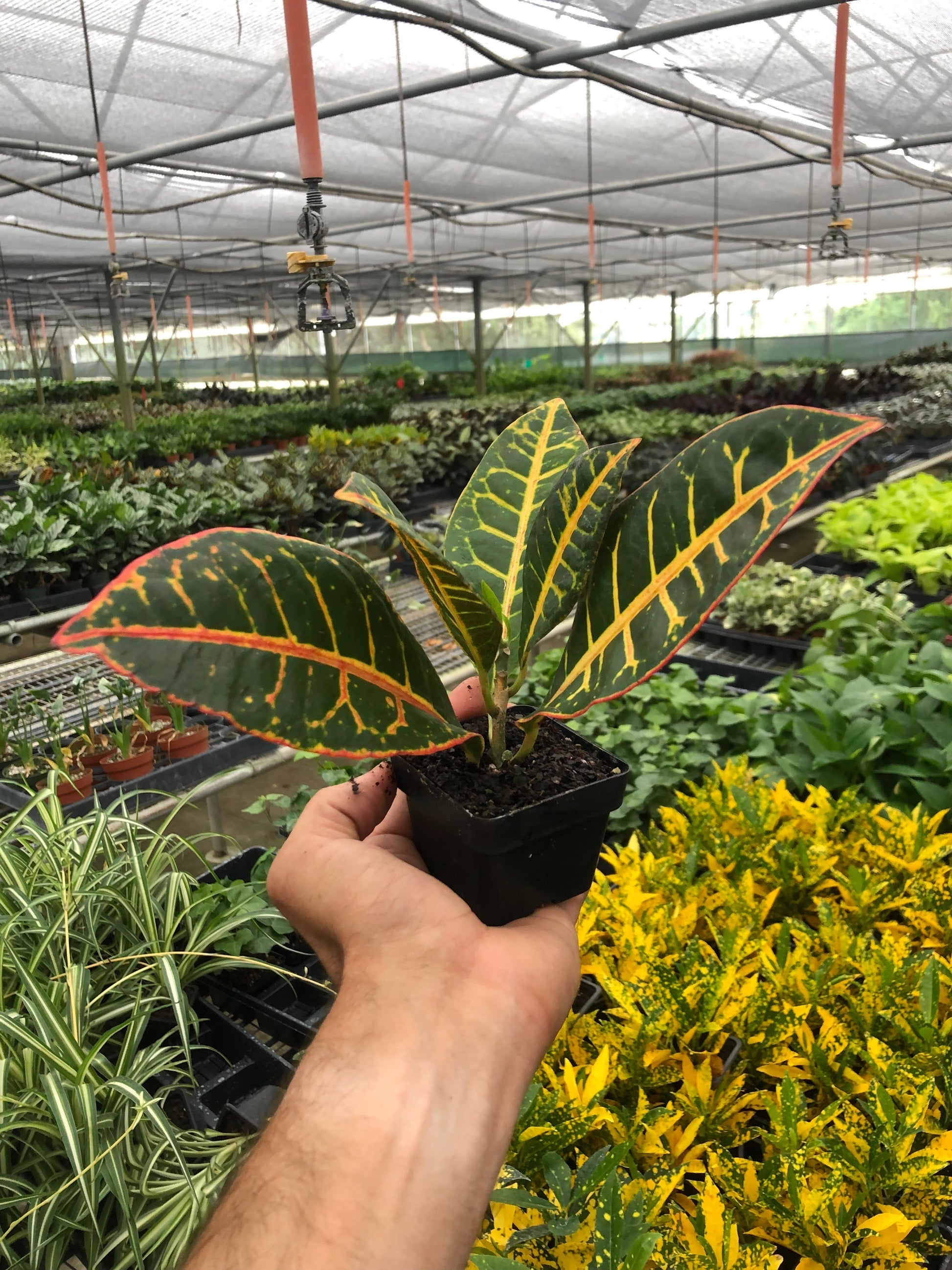 Croton Petra 'Joseph's Coat' - Croton plants produce intense colored leaves. 