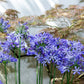 25 BLUE LILY of the NILE Agapanthus Orientalis African Lily Flower Seeds