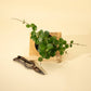 4" Hoya Mathilde Splash