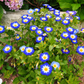 40 Dwarf BLUE FLASH MORNING GLORY Convolvulus Tricolor Violet Blue White & Yellow Flower Vine Seeds