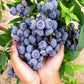 4 Types Of Fresh Fruit Seeds, One Will Be Sent Randomly. No One Knows What Will Happen. It's Suitable For Gifts On Independence Day, Halloween, And Christmas - Personalized Labels