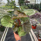 Syngonium 'Merry'