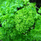 500 FOREST GREEN PARSLEY Petroselinum Crispum Double Triple Curl Vegetable Seeds