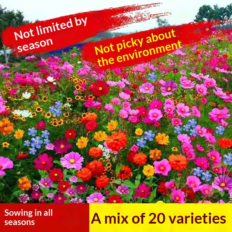Easy-to-grow Outdoor Flower Seeds For Your Yard