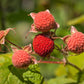 50 THIMBLEBERRY Rubus Parviflorus Edible Red Berry Fruit Native White Flower Sun or Shade Shrub Seeds