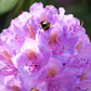 40 CAROLINA RHODODENDRON Carolinianum Dwarf Azalea Pink Purple Flower Shrub Seeds