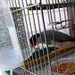 Bird Cage Water Bottle Dispenser Feeder for Zebra Finch Budgies Set of 2 (Clear)