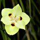 20 YELLOW AFRICAN IRIS Fortnight Lily Dietes Bicolor Butterfly Flag Spanish Peacock Iris Flower Seeds